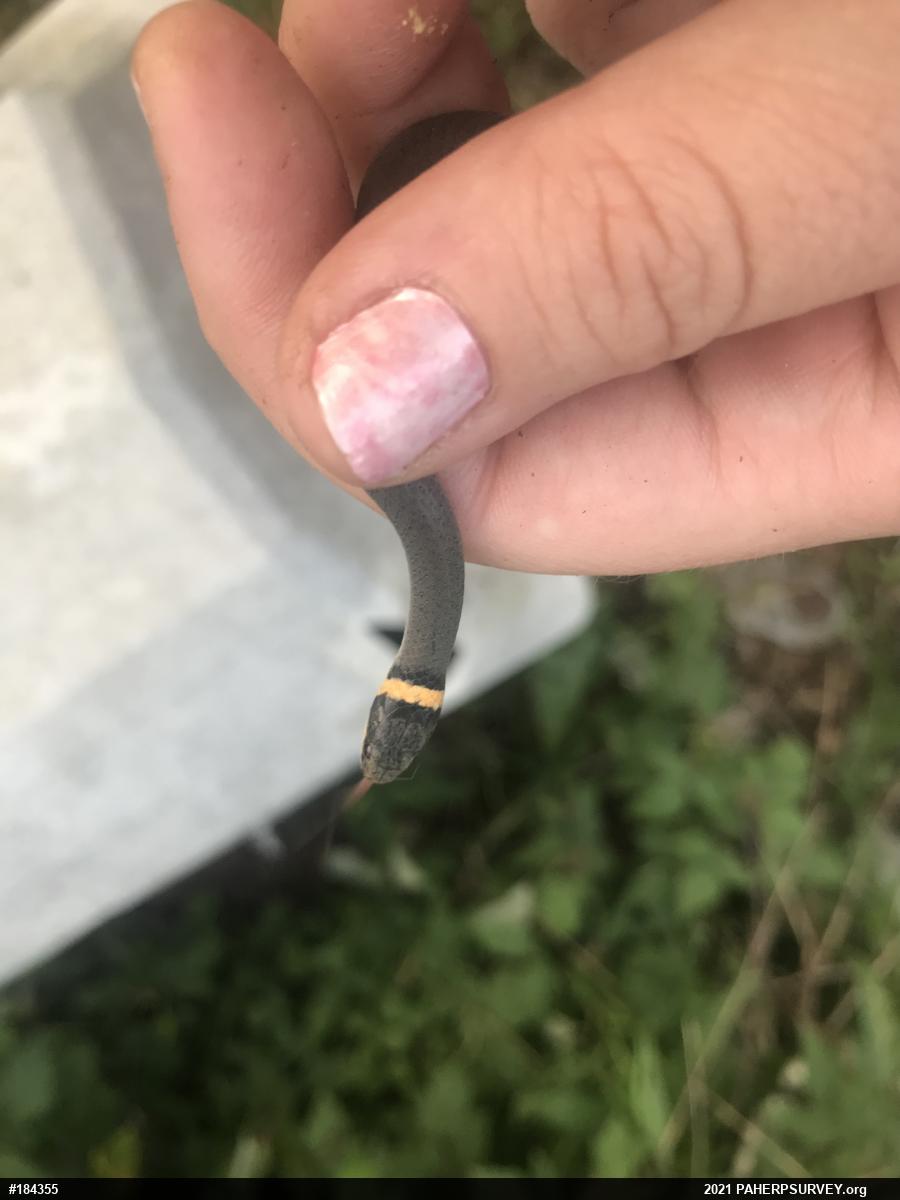 Northern Ring-necked Snake