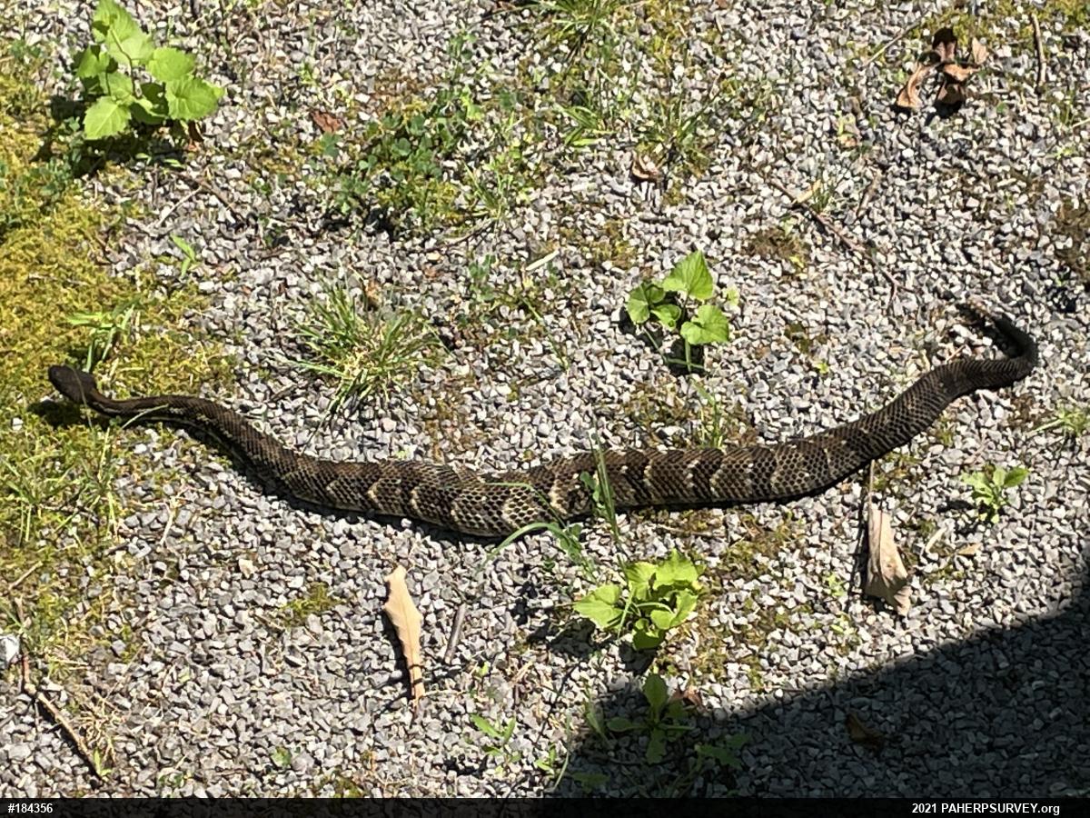 Timber Rattlesnake