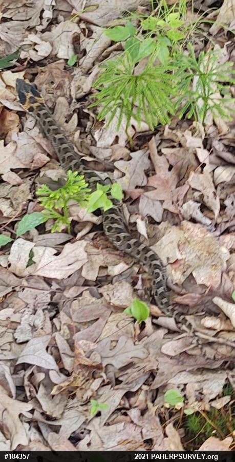 Eastern Hog-nosed Snake