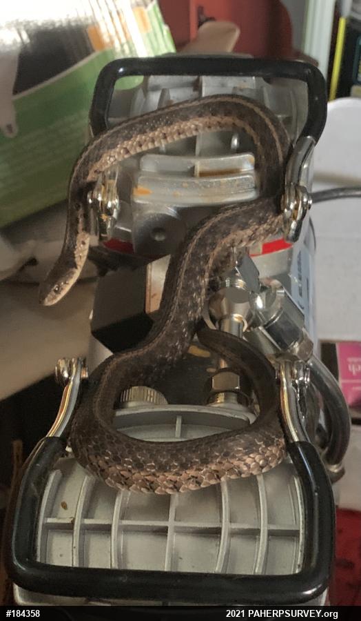 Eastern Gartersnake