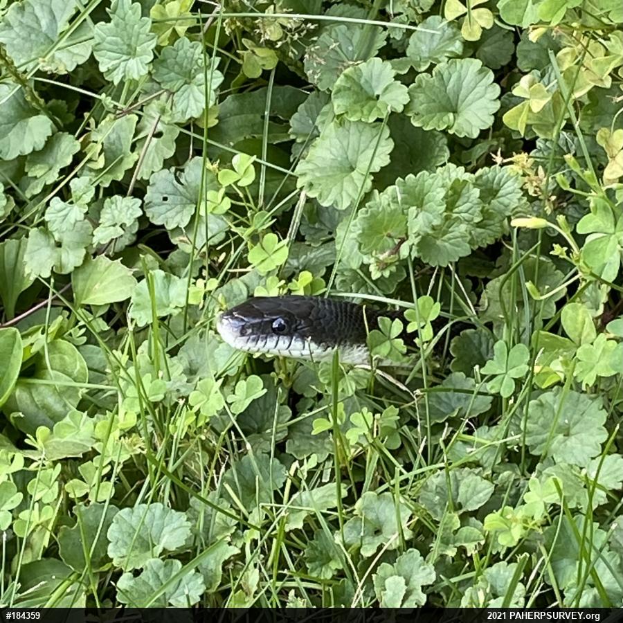Eastern Ratsnake
