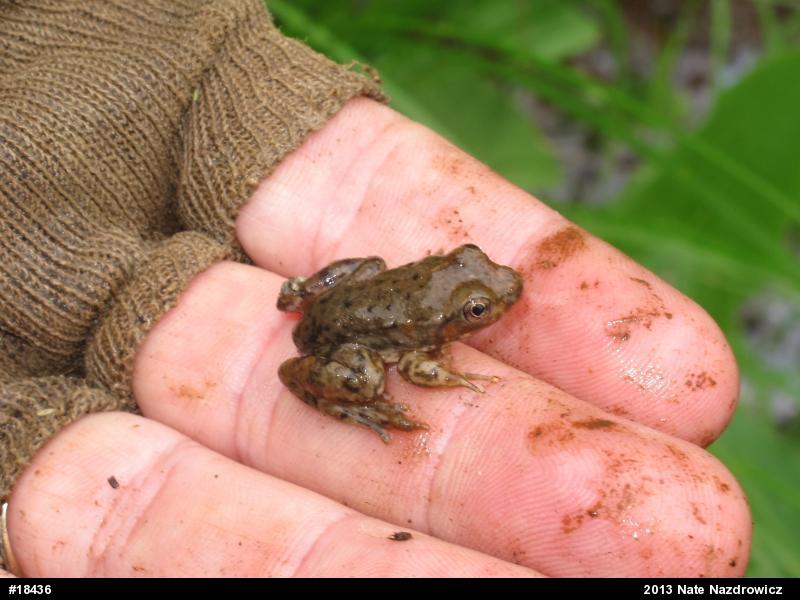 Green Frog