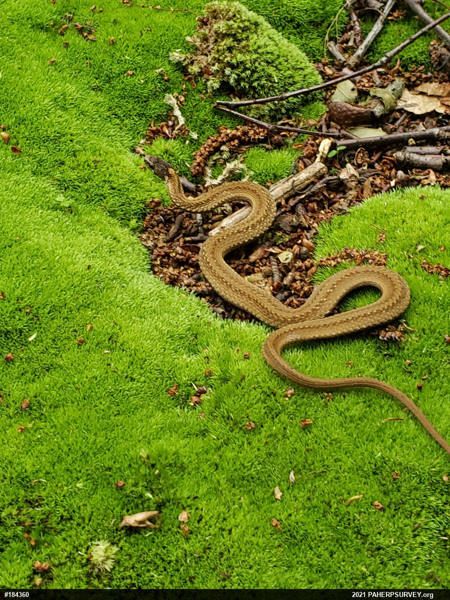 Red-bellied Snake