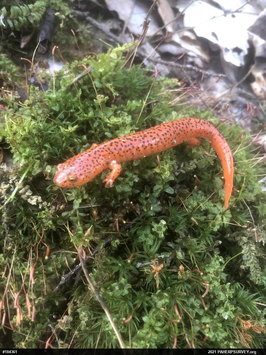 Northern Red Salamander