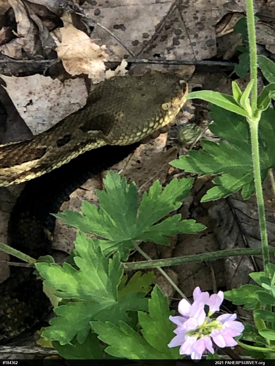 Timber Rattlesnake