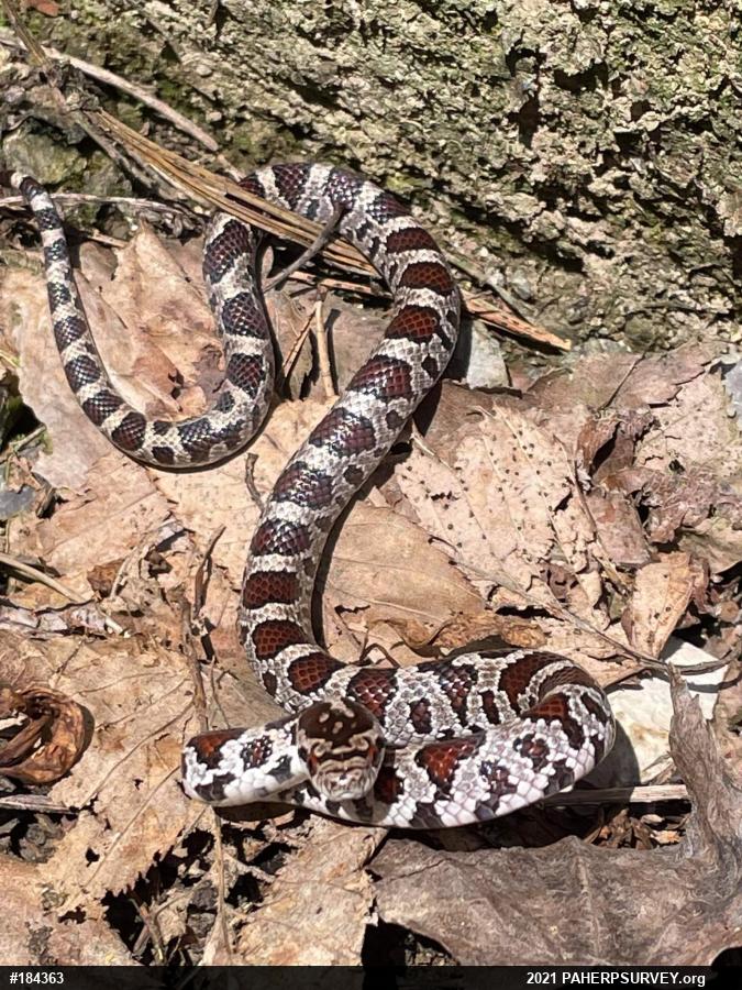 Eastern Milksnake