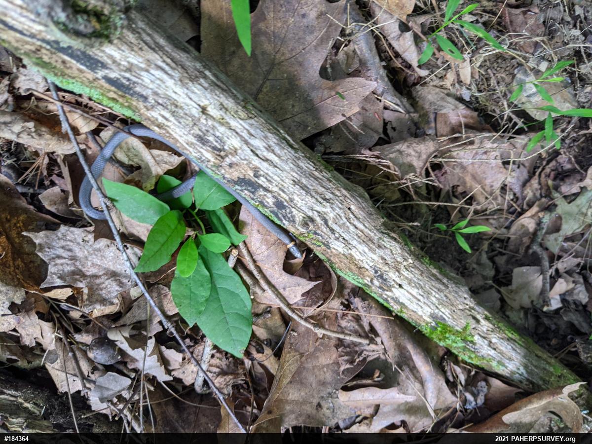 Northern Ring-necked Snake