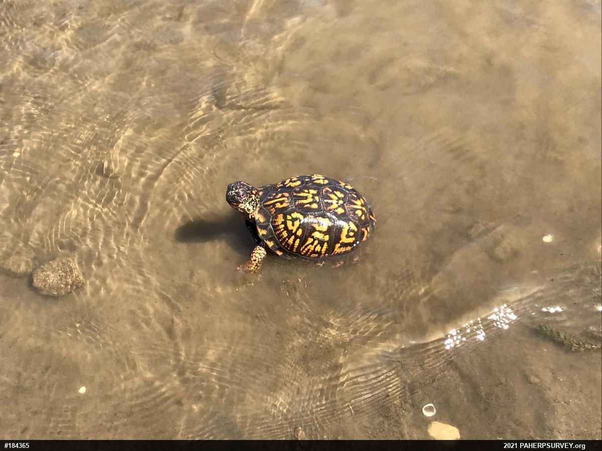 Eastern Box Turtle