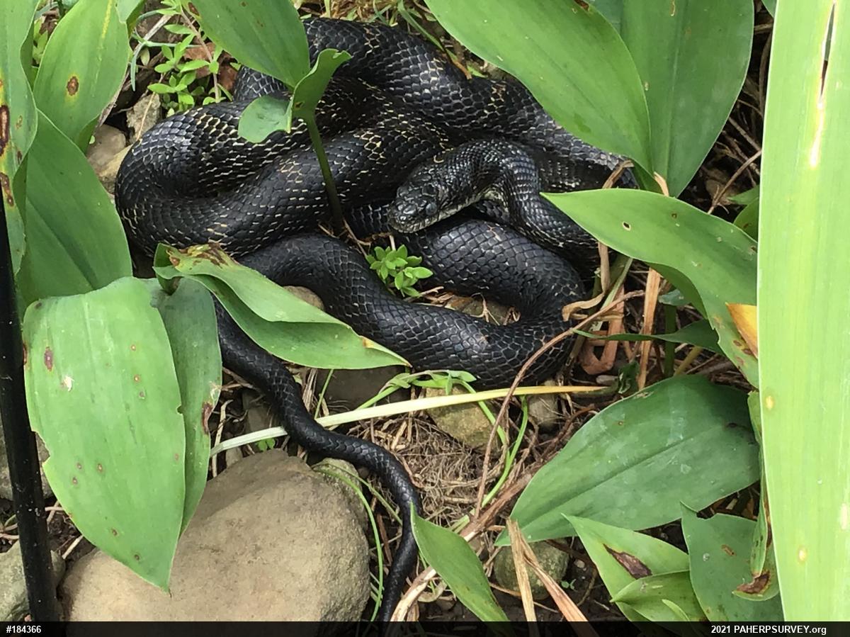 Eastern Ratsnake