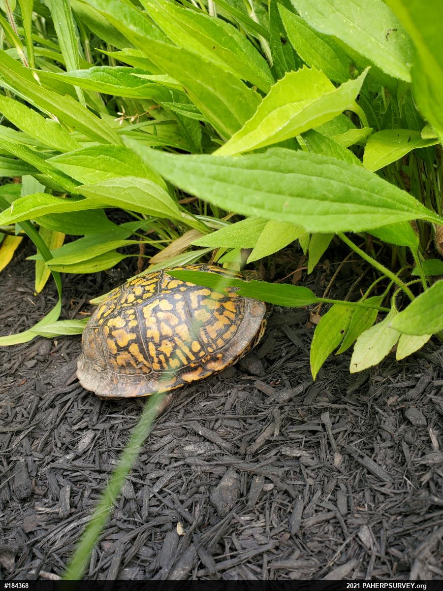 Eastern Box Turtle