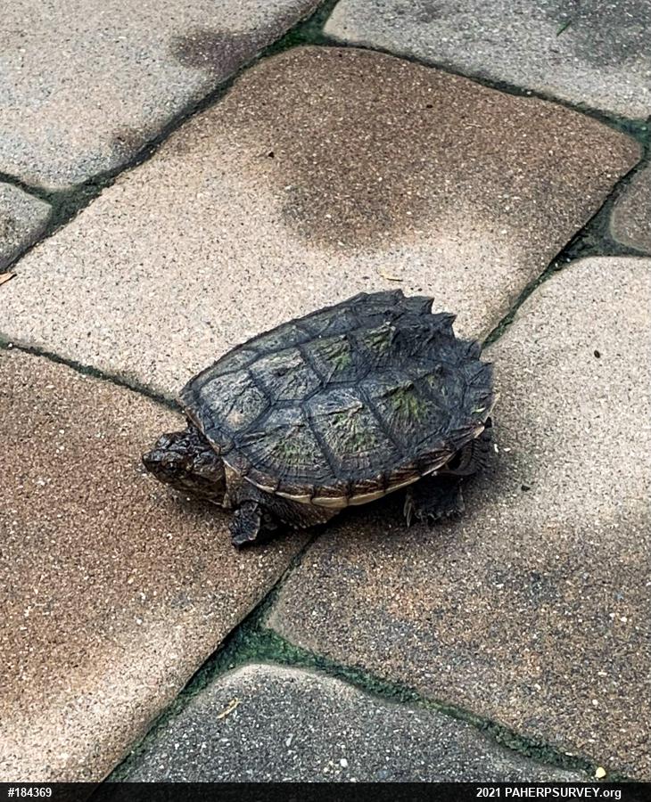 Snapping Turtle