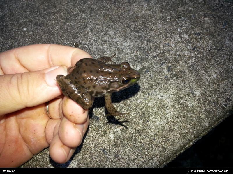 Green Frog