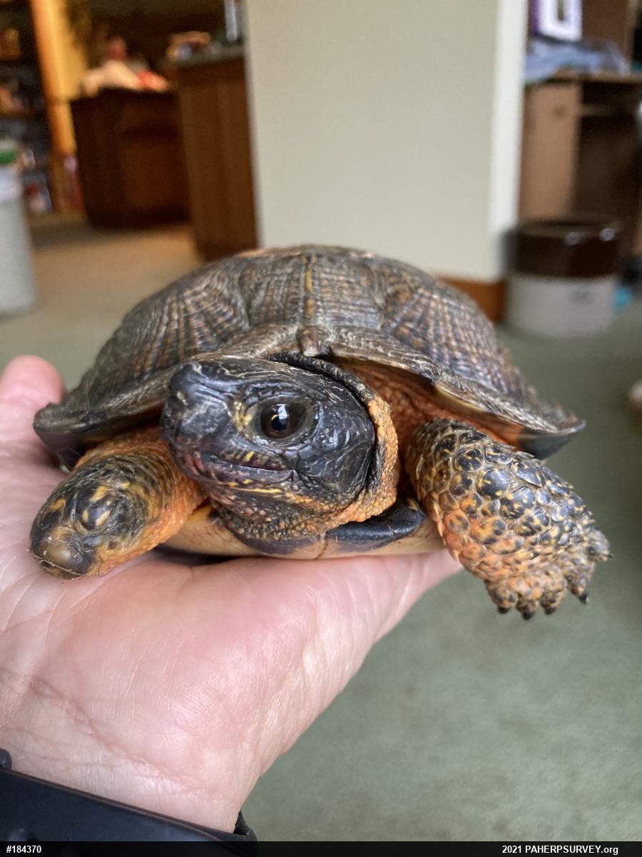 Wood Turtle