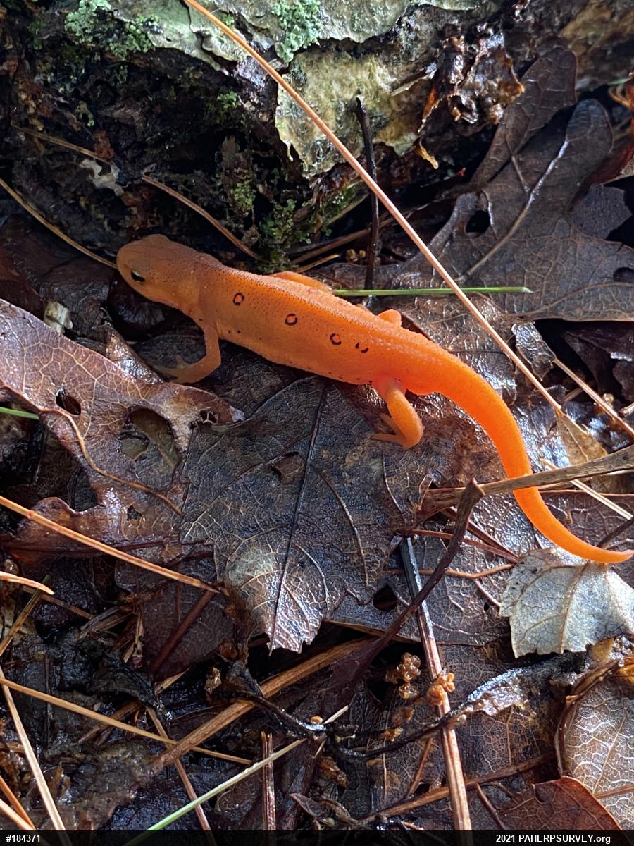 Red-spotted Newt