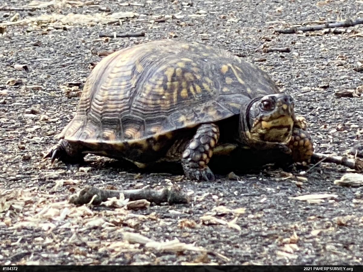 Eastern Box Turtle