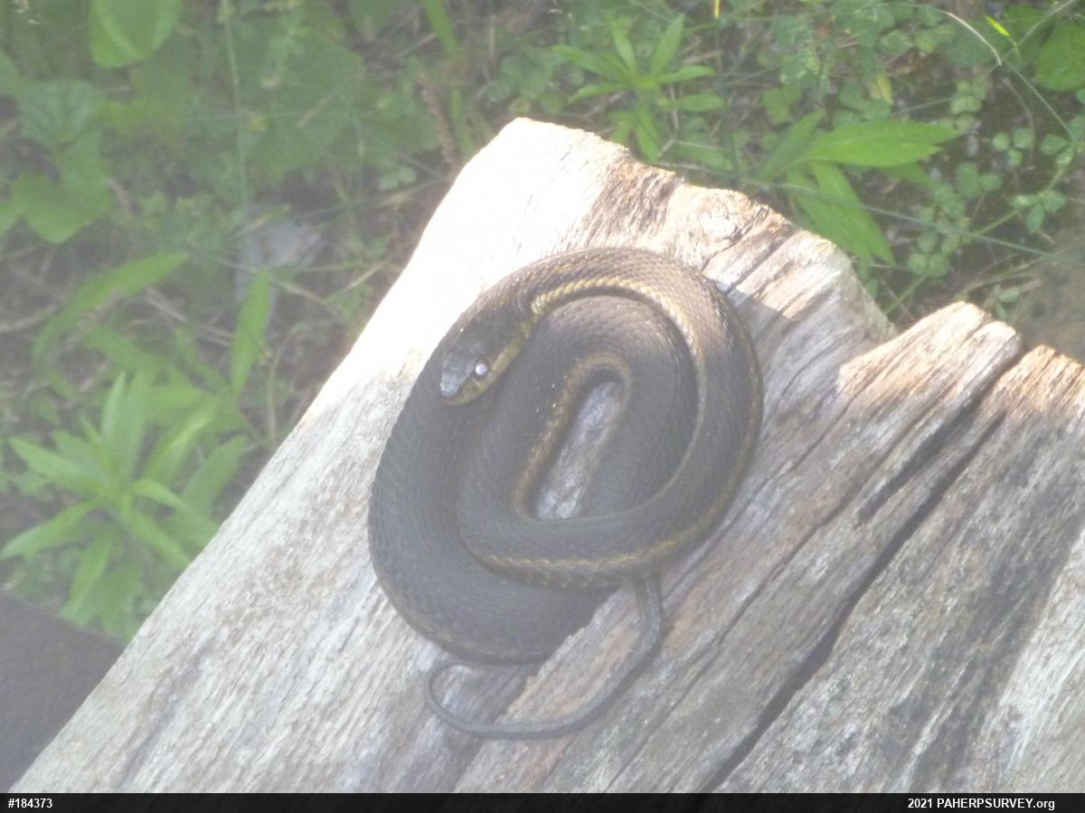 Eastern Gartersnake