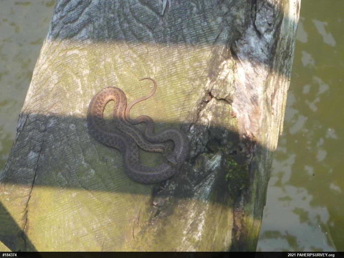 Eastern Gartersnake
