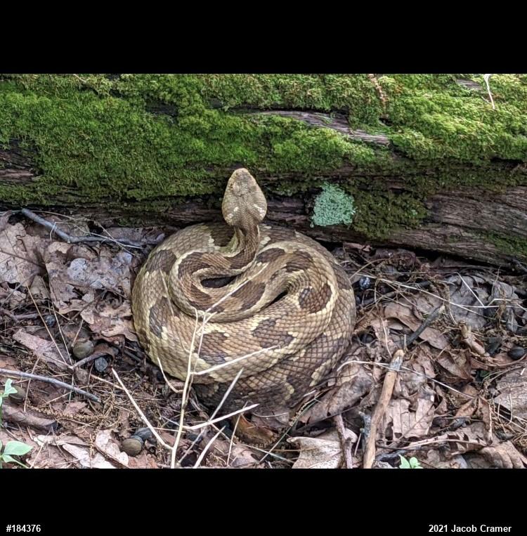 Timber Rattlesnake