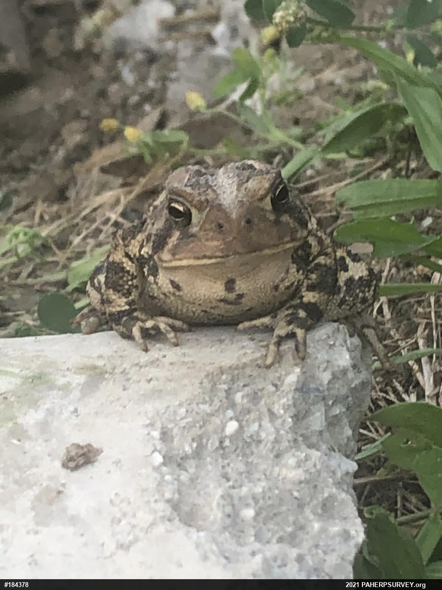 Eastern American Toad