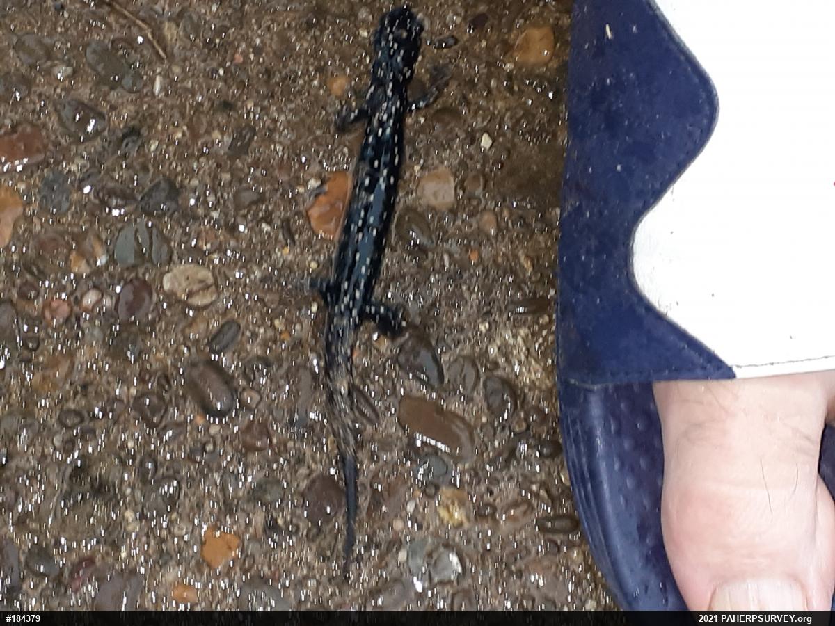 Northern Slimy Salamander