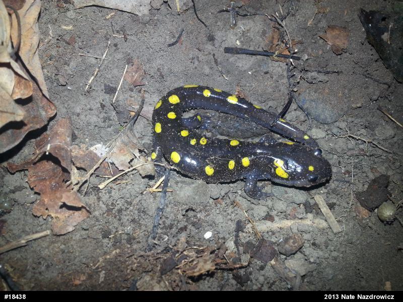 Spotted Salamander