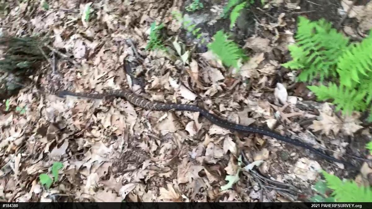 Eastern Ratsnake