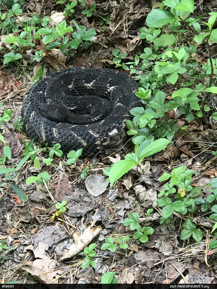 Timber Rattlesnake