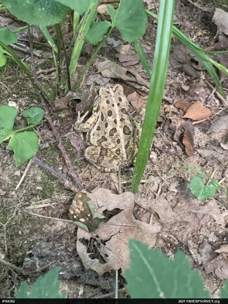 Fowler's Toad