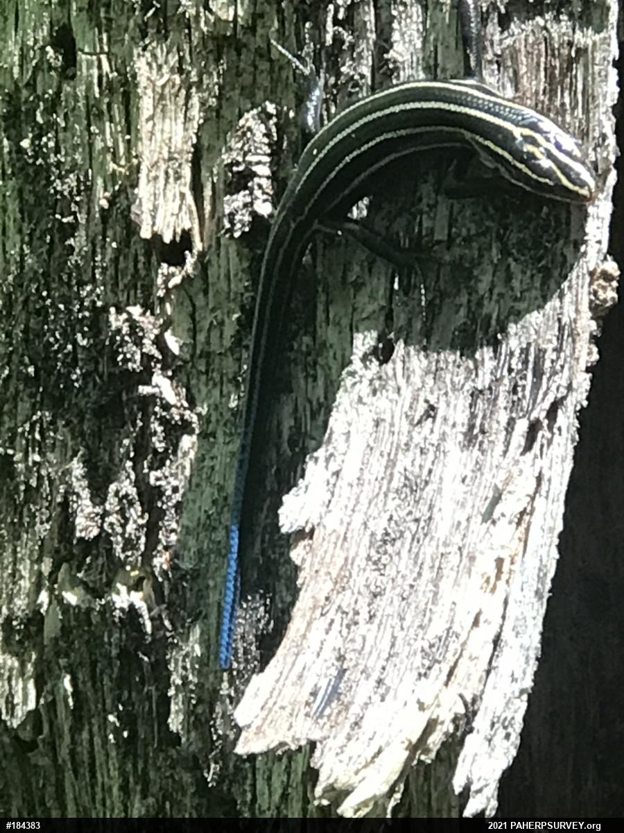 Common Five-lined Skink
