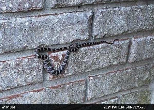 Eastern Ratsnake