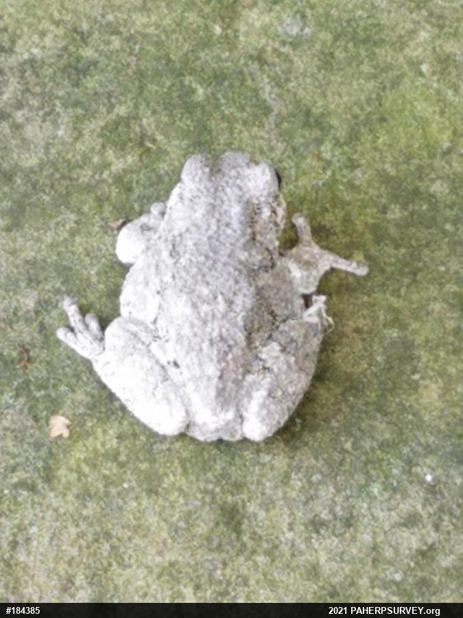 Unknown Gray Treefrog
