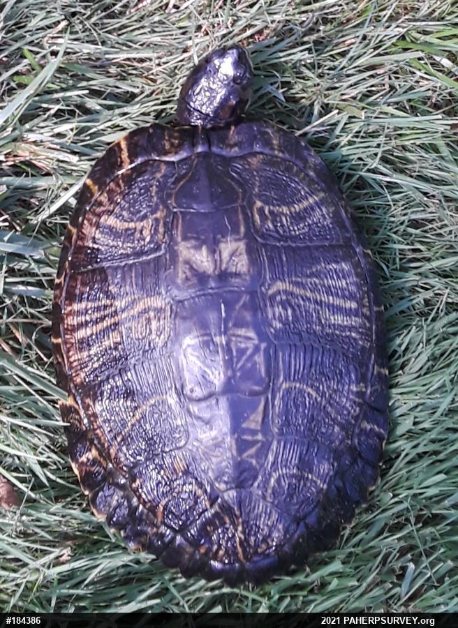 Red-eared Slider