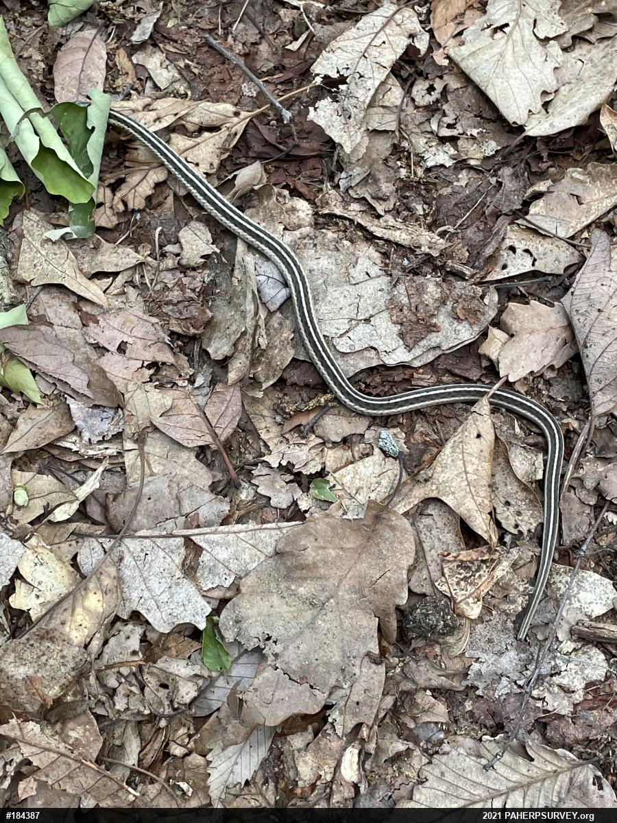 Eastern Gartersnake