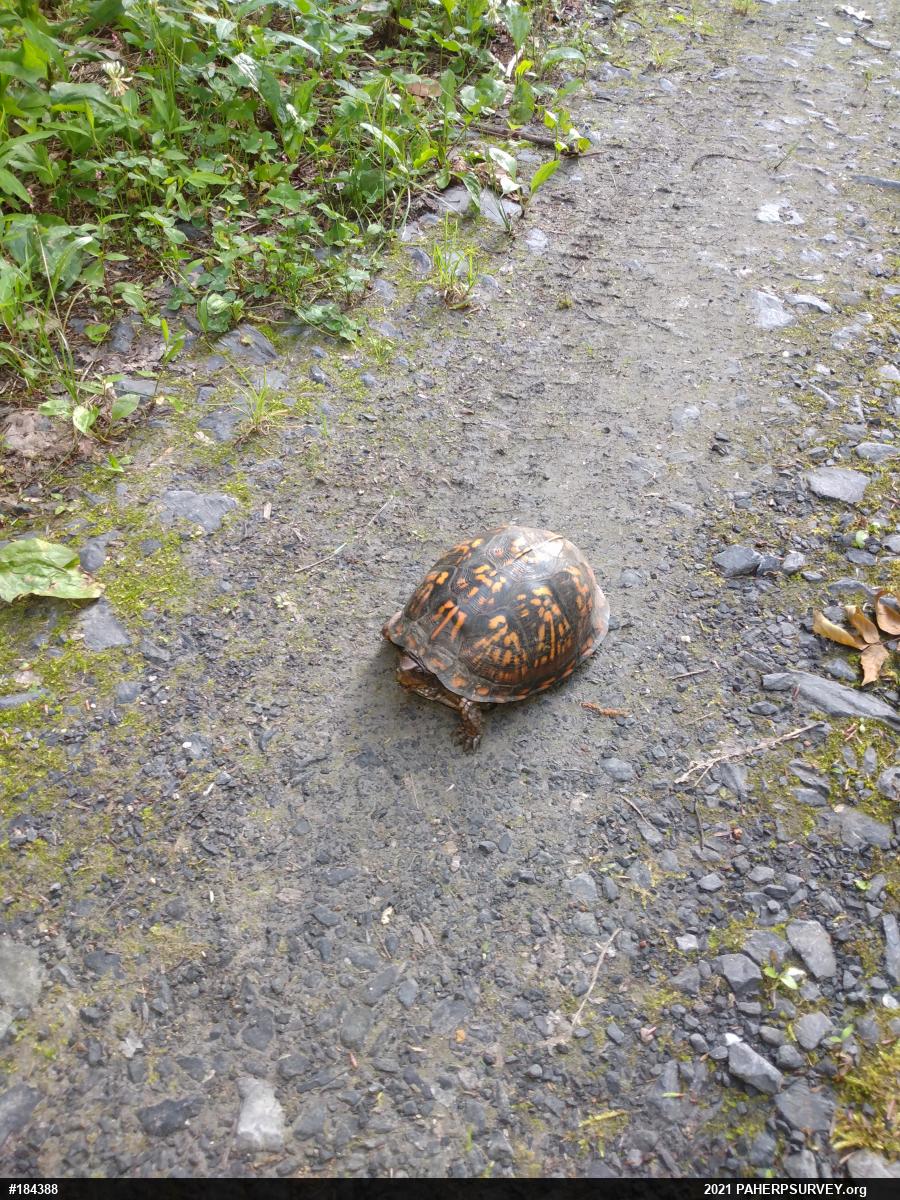 Eastern Box Turtle