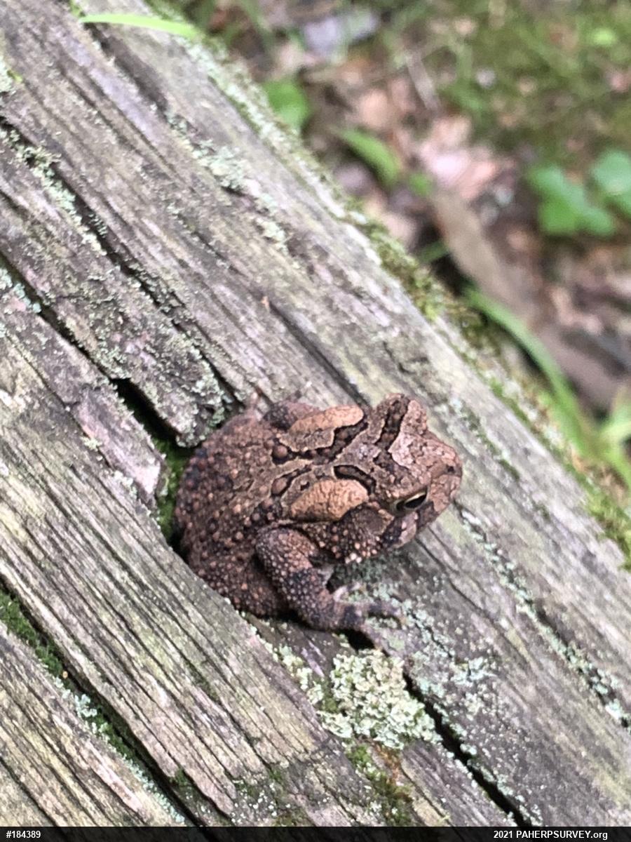 Eastern American Toad