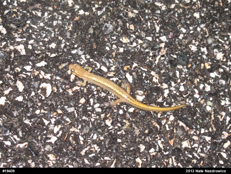 Northern Two-lined Salamander