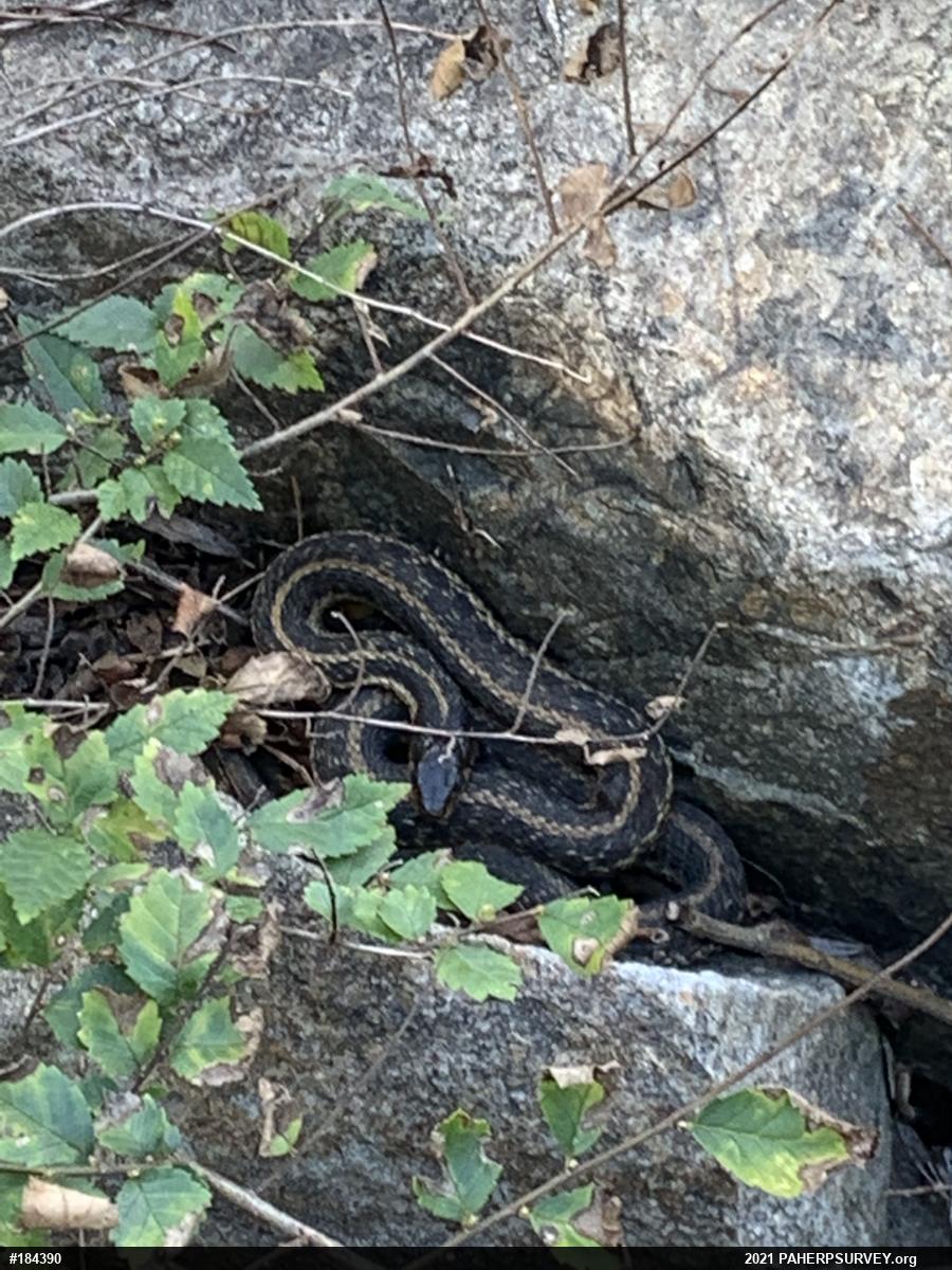 Eastern Gartersnake