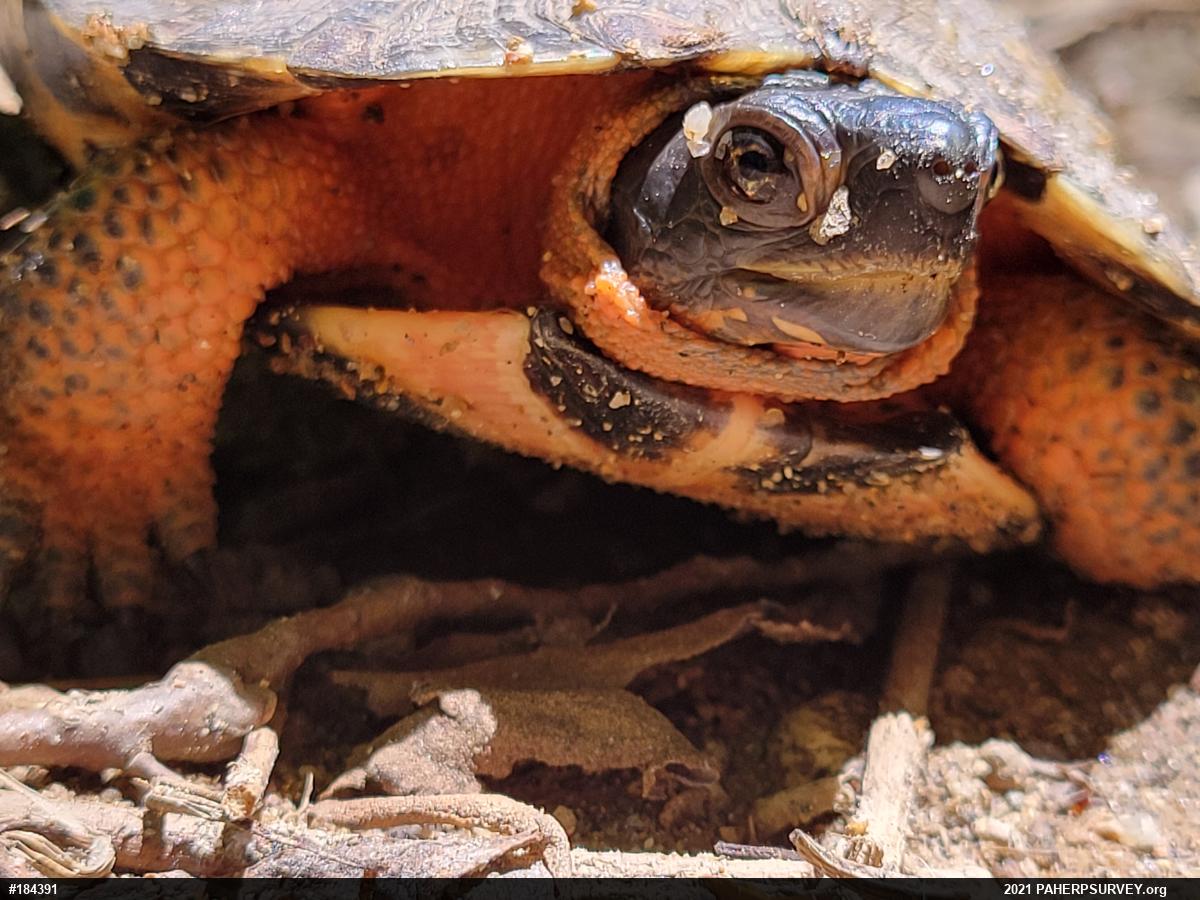 Wood Turtle