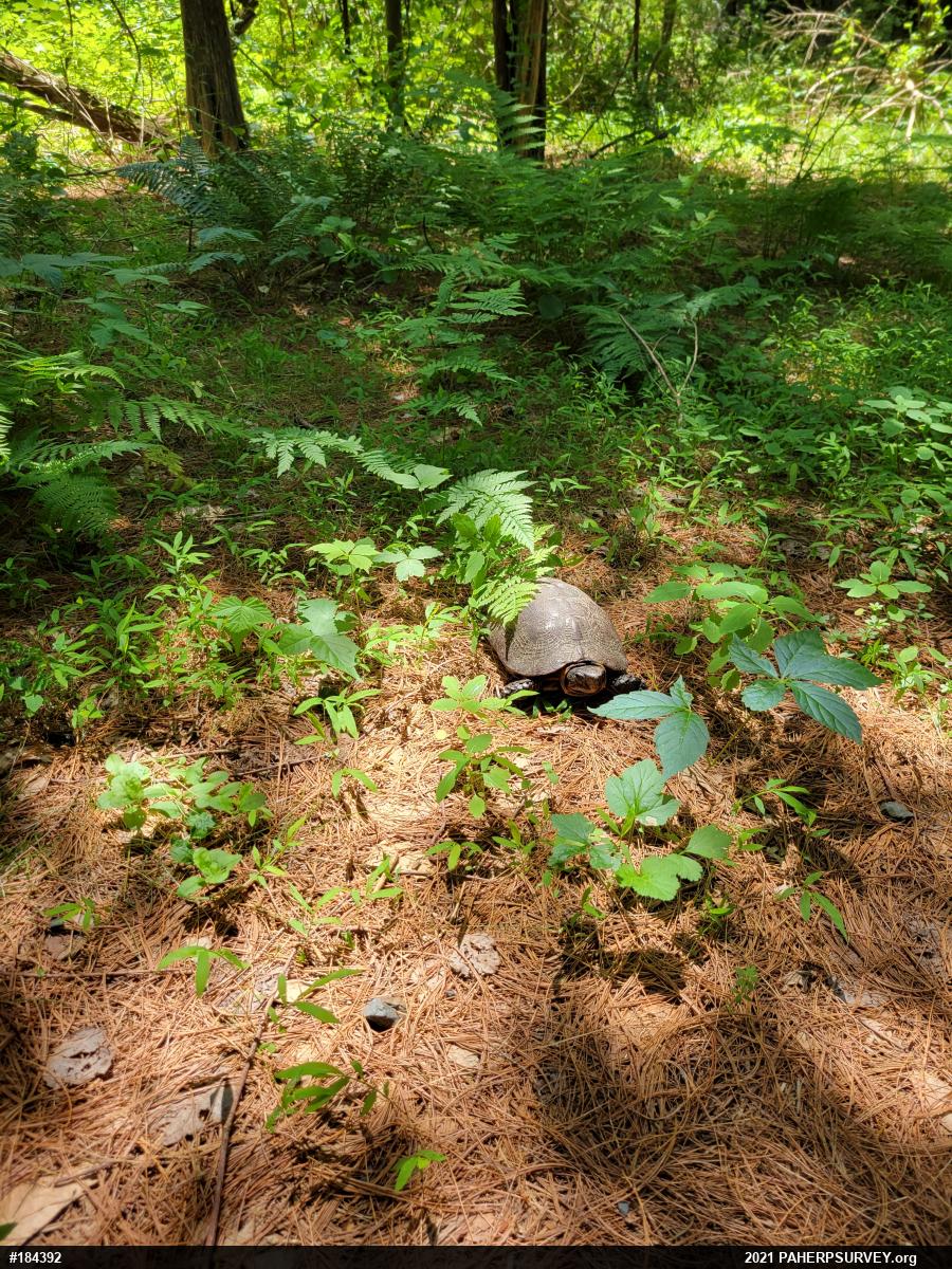 Wood Turtle