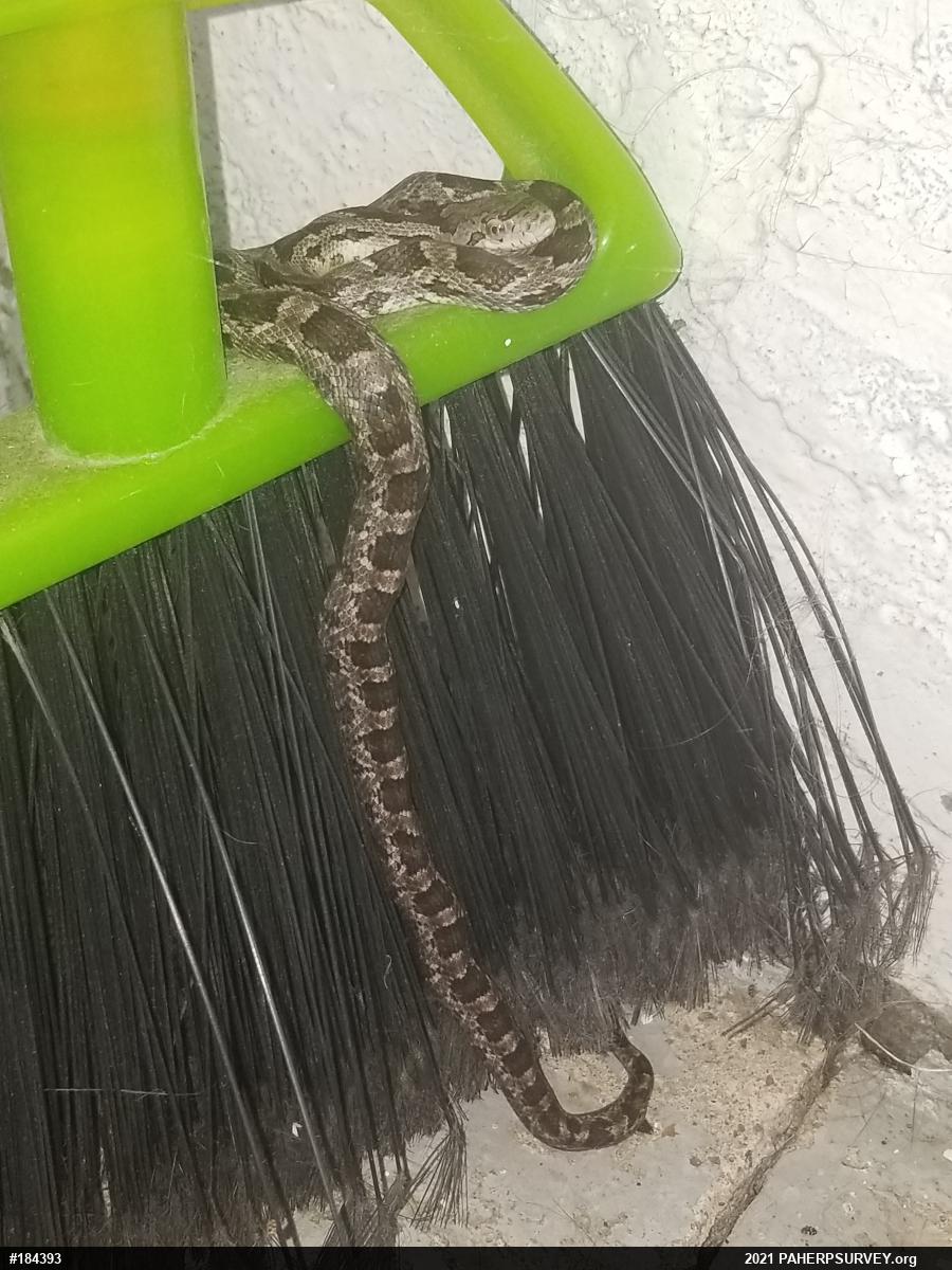 Eastern Ratsnake
