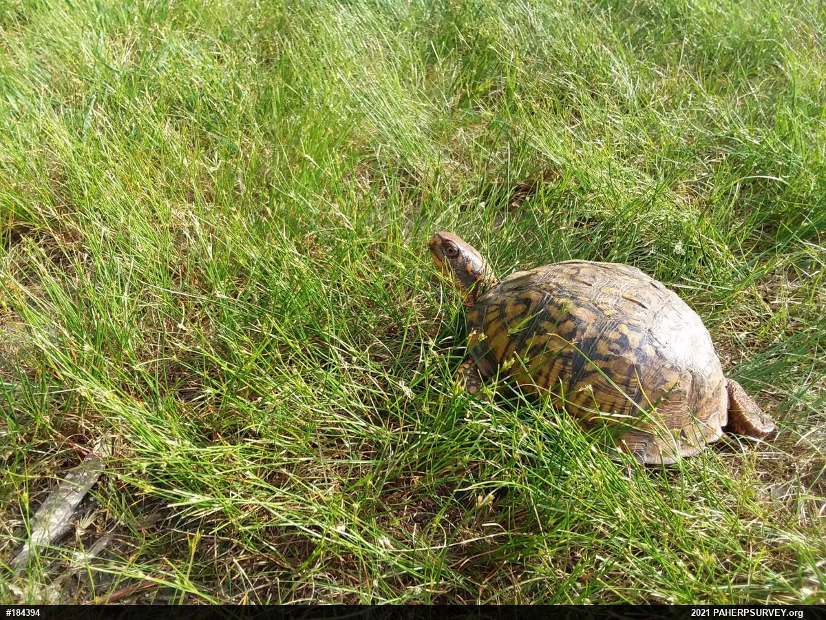 Eastern Box Turtle