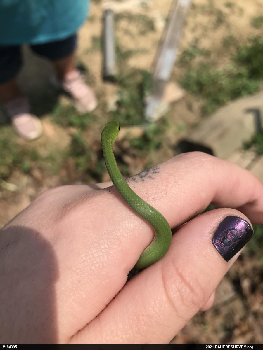 Smooth Greensnake
