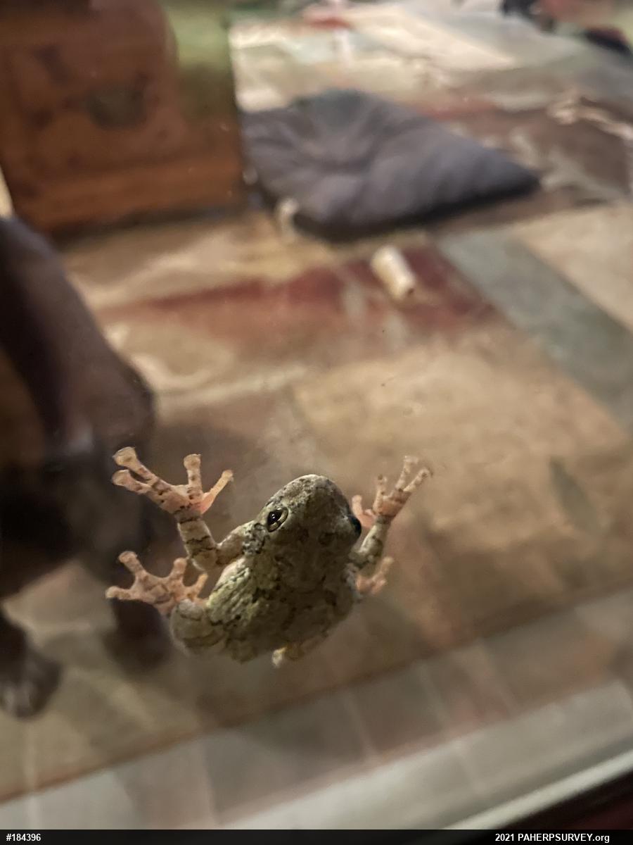 Unknown Gray Treefrog