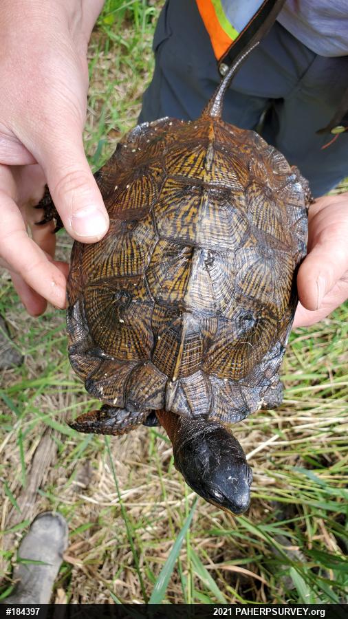 Wood Turtle