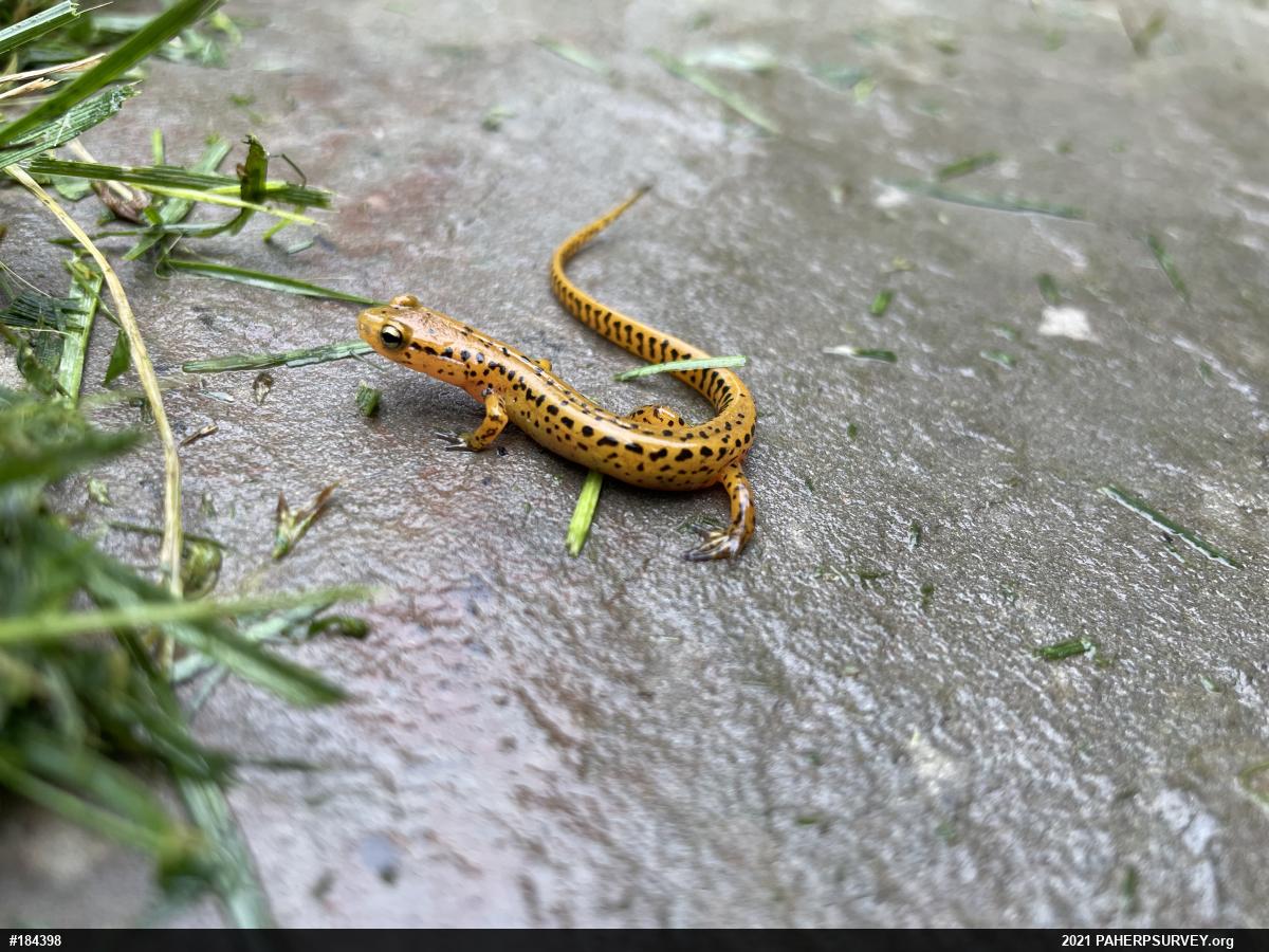 Eastern Long-tailed Salamander