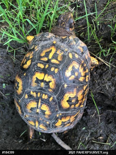 Eastern Box Turtle
