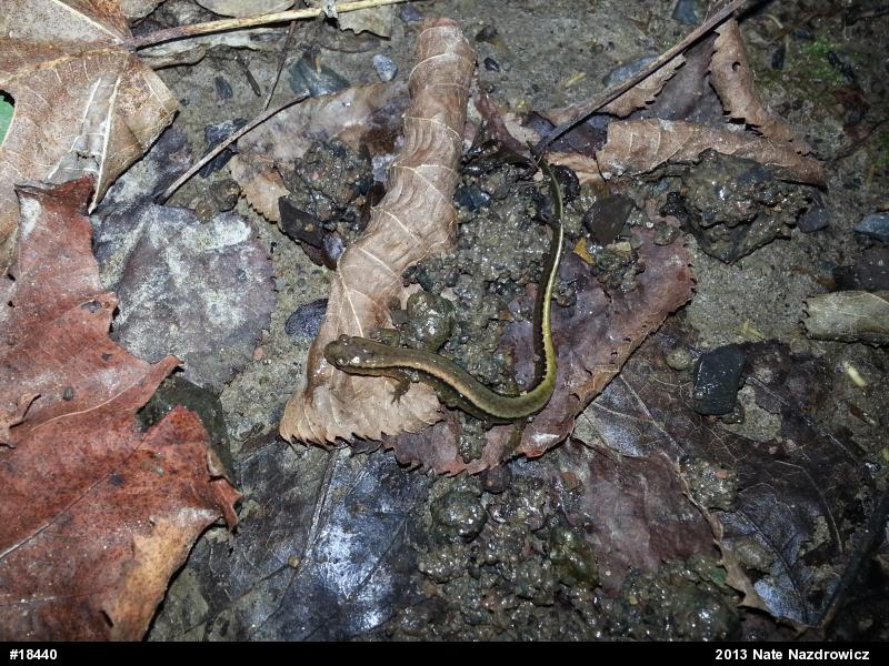 Northern Two-lined Salamander