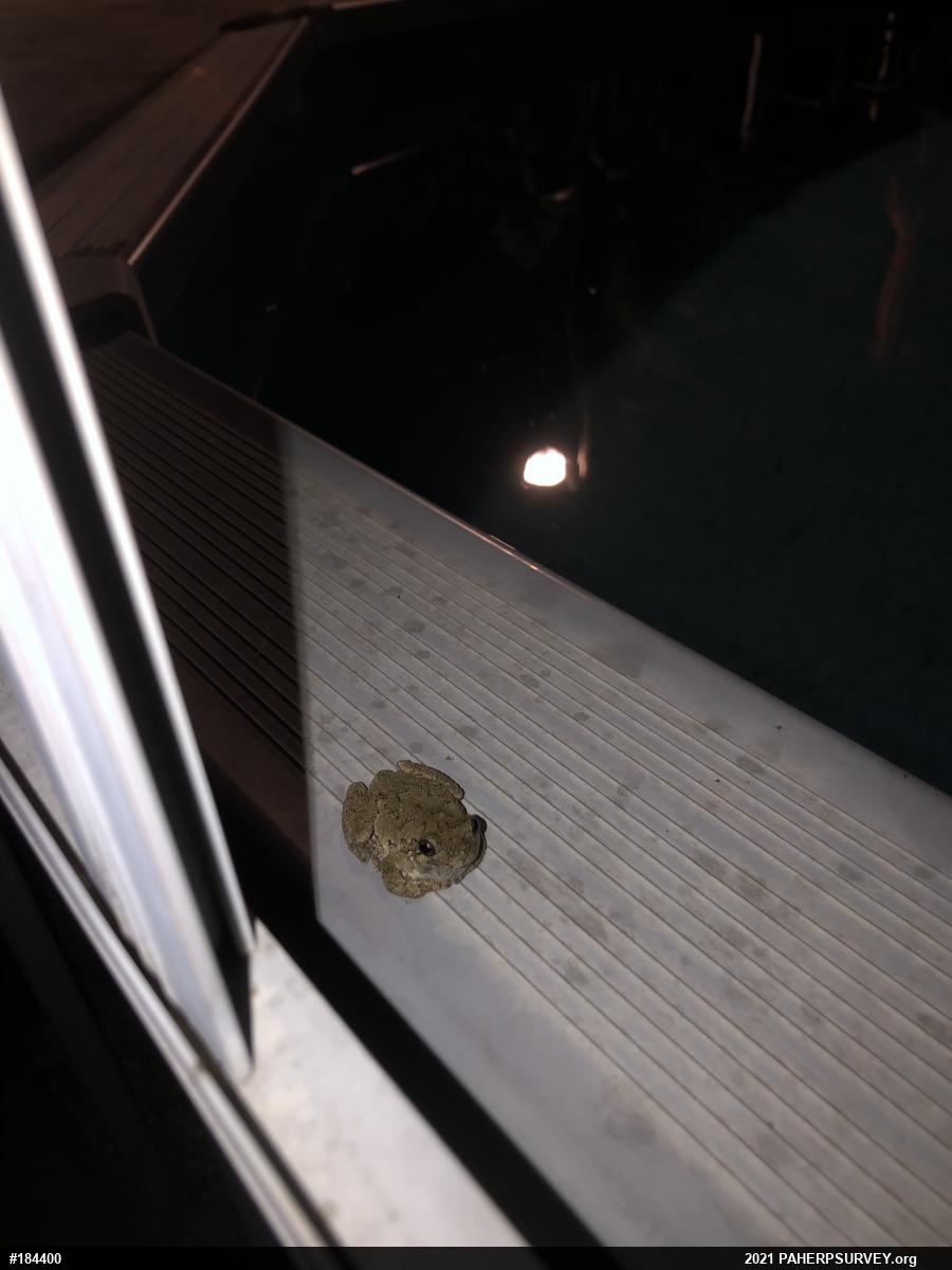 Unknown Gray Treefrog