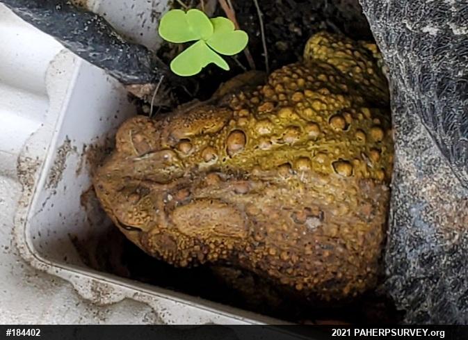 Eastern American Toad