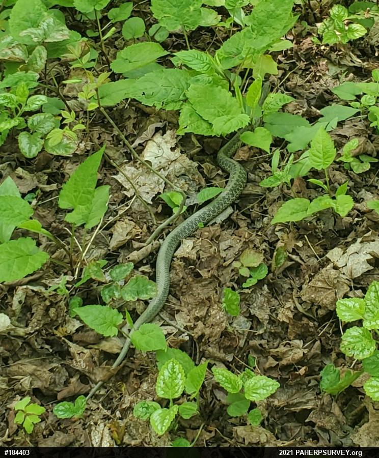 Eastern Gartersnake